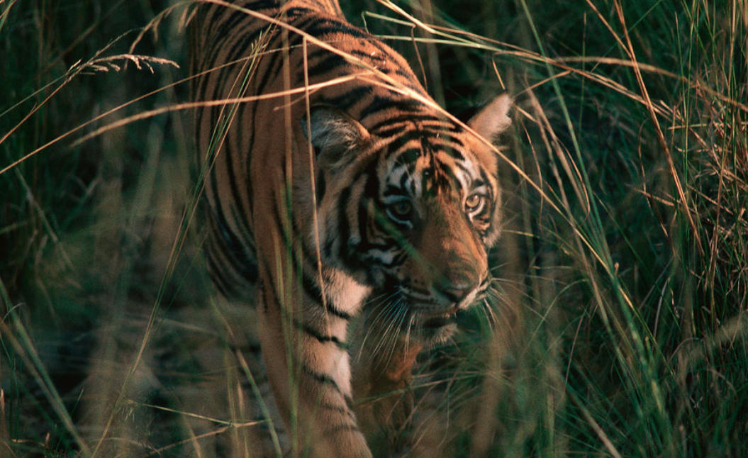 Sariska Tiger Reserve