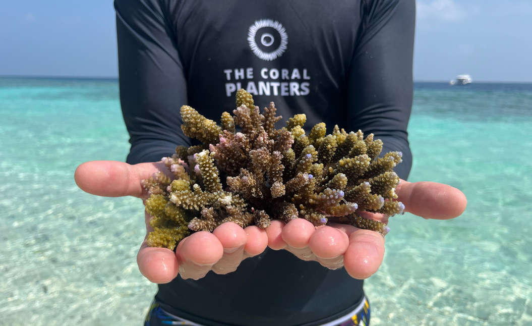 St. Regis Maldives x Reefscapers