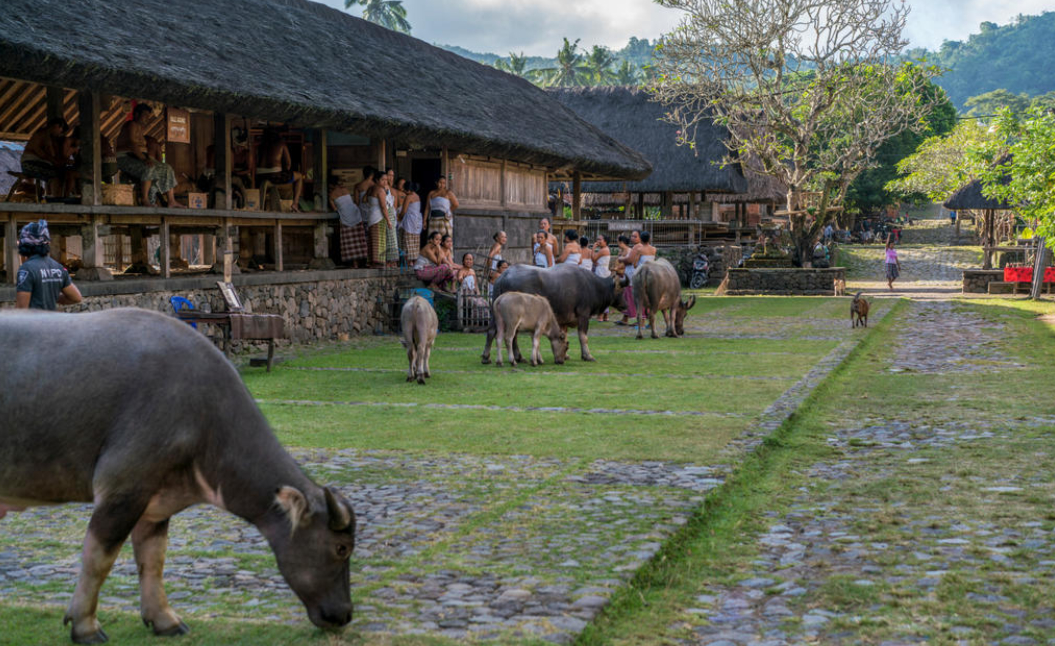 Tenganan village visit