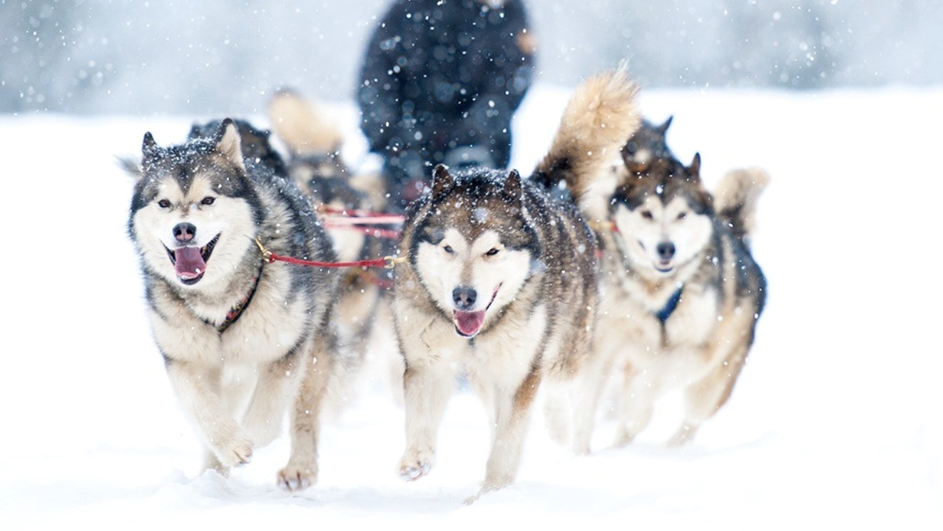 Winter Activities 