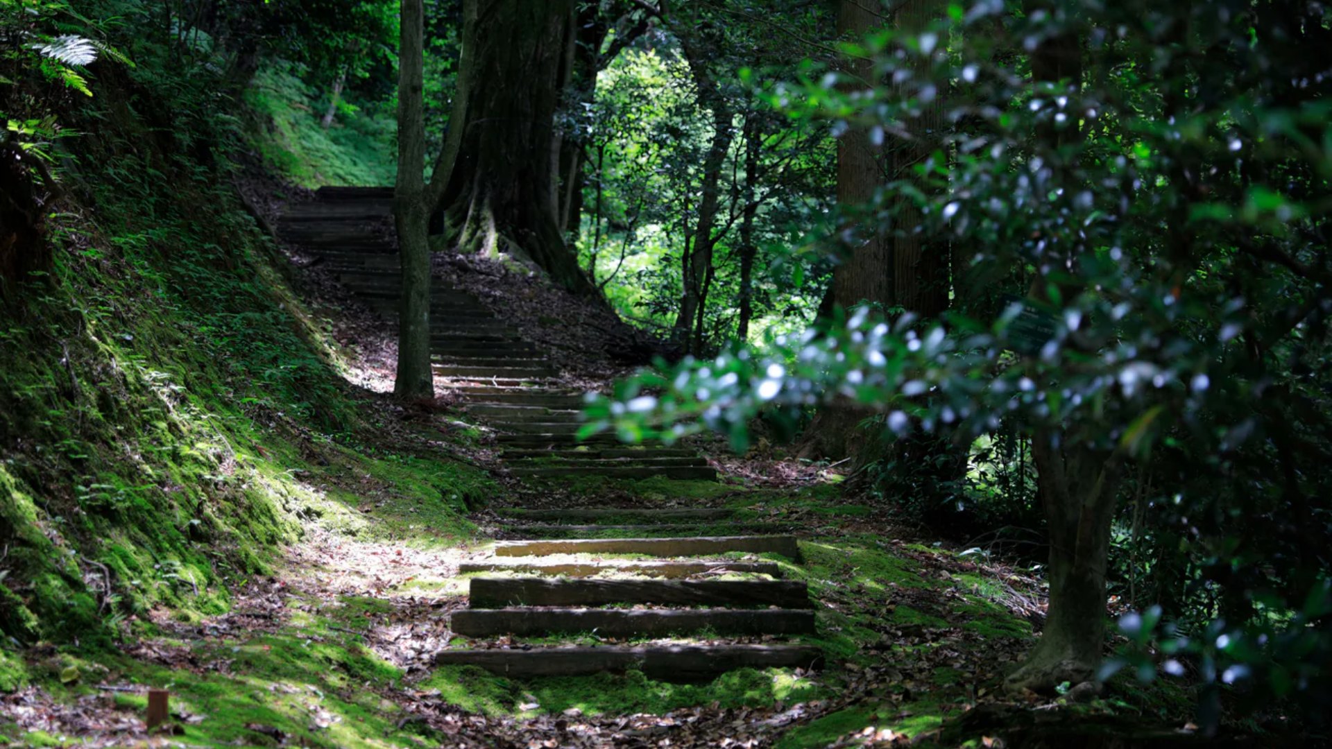 Nature Walks & Birdwatching