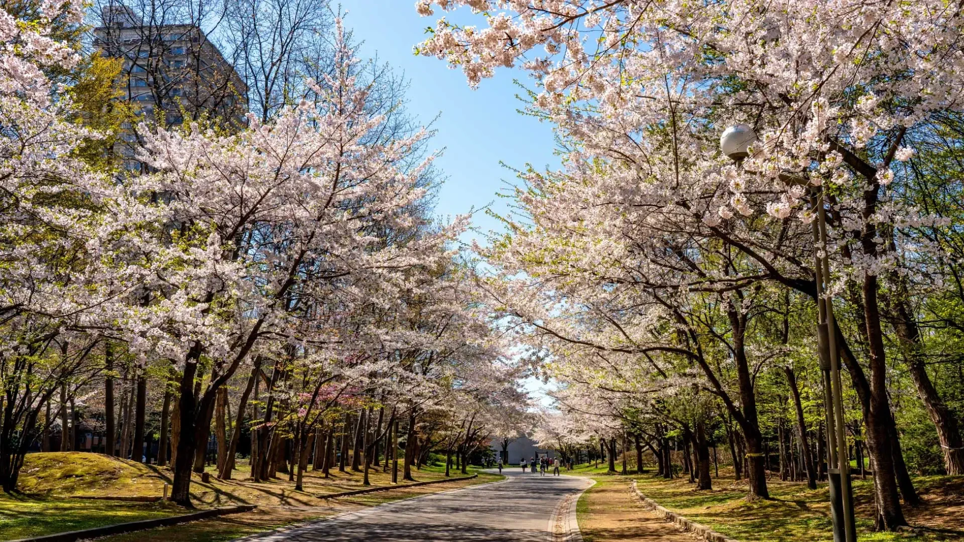 Nakajima Park at Your Doorstep