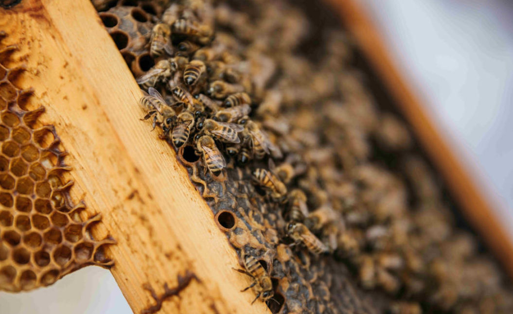 The art of beekeeping