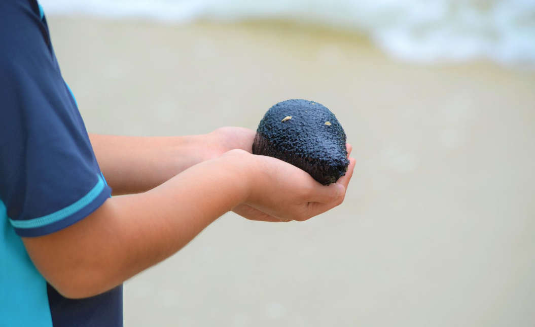Sea Cucumber Reproduction Project