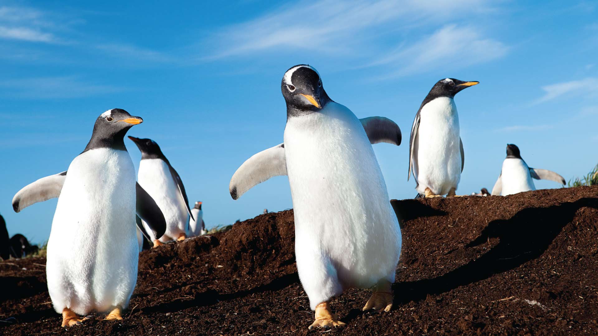 15 Days 14 Nights
Wild South Atlantic and Falkland Islands
